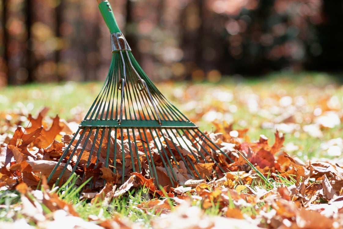 Raking leaves
